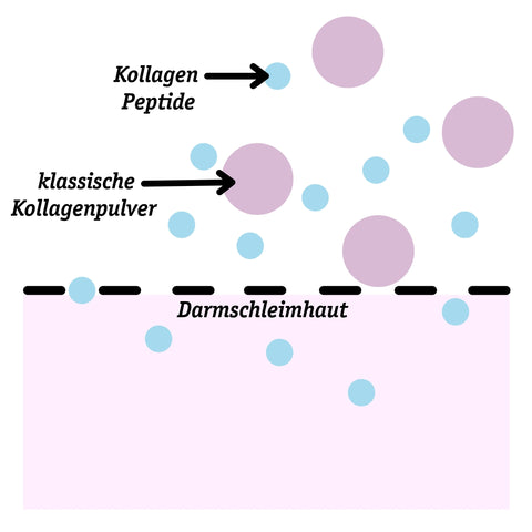 Poudre de protéines de baies biologiques avec concentré de protéines de lactosérum + vitamine C